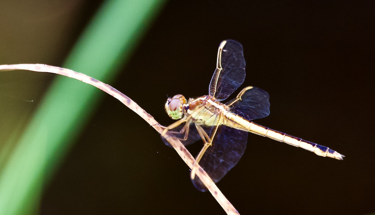 Needham's skimmer female