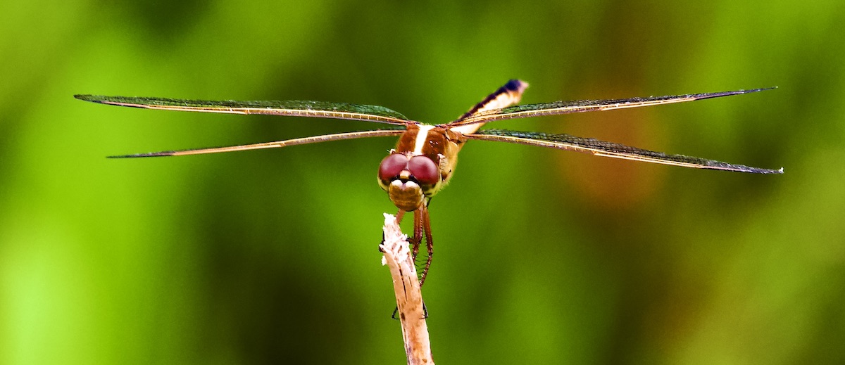 Needham's skimmer female