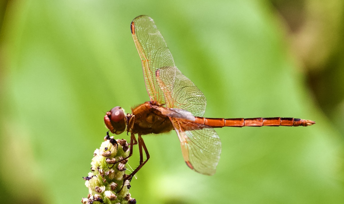 Needham's skimmer male