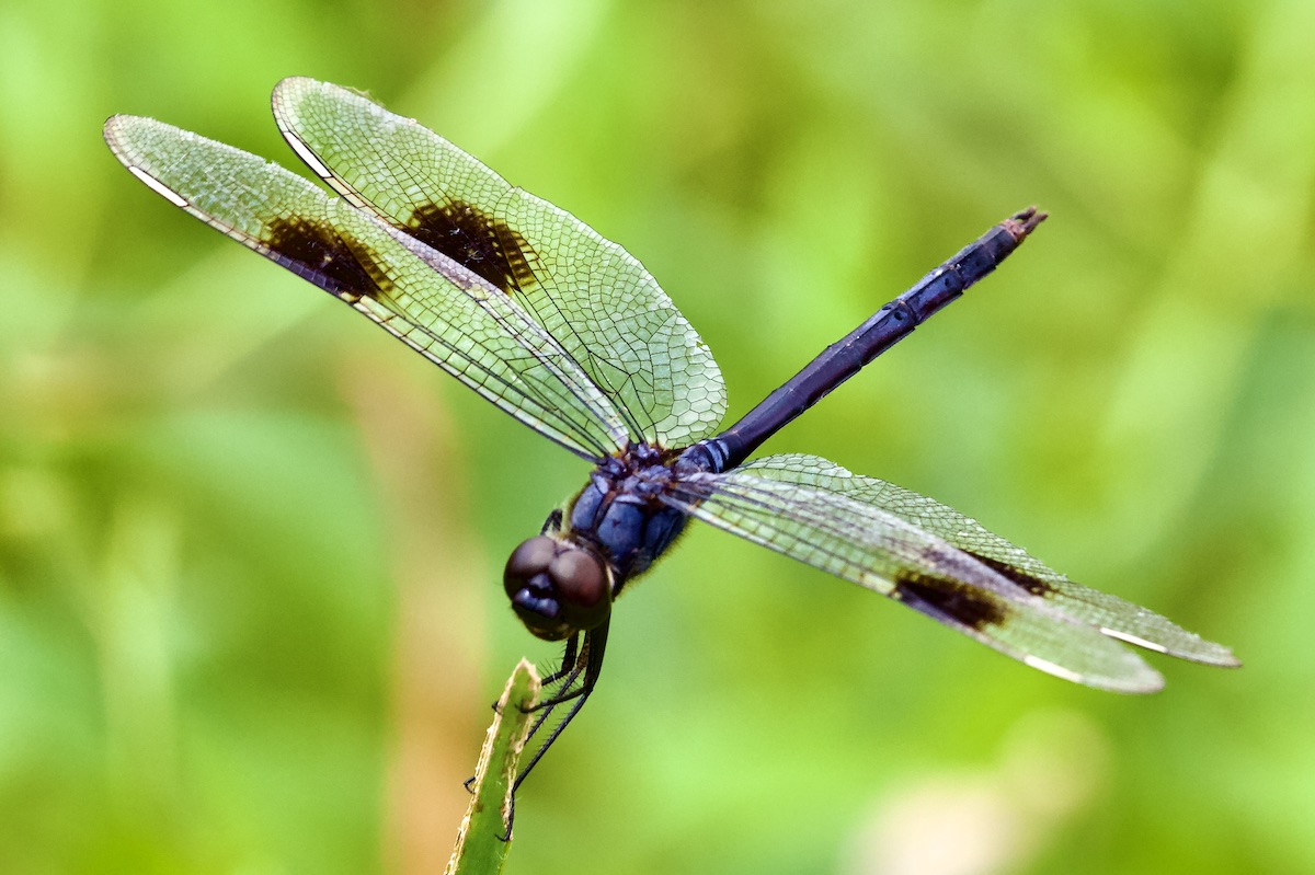 four-spot skimmer male