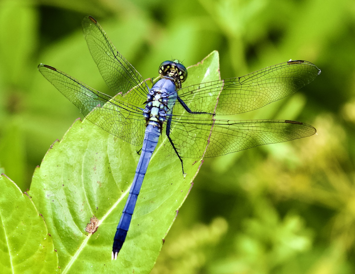 eastern pondhawk male