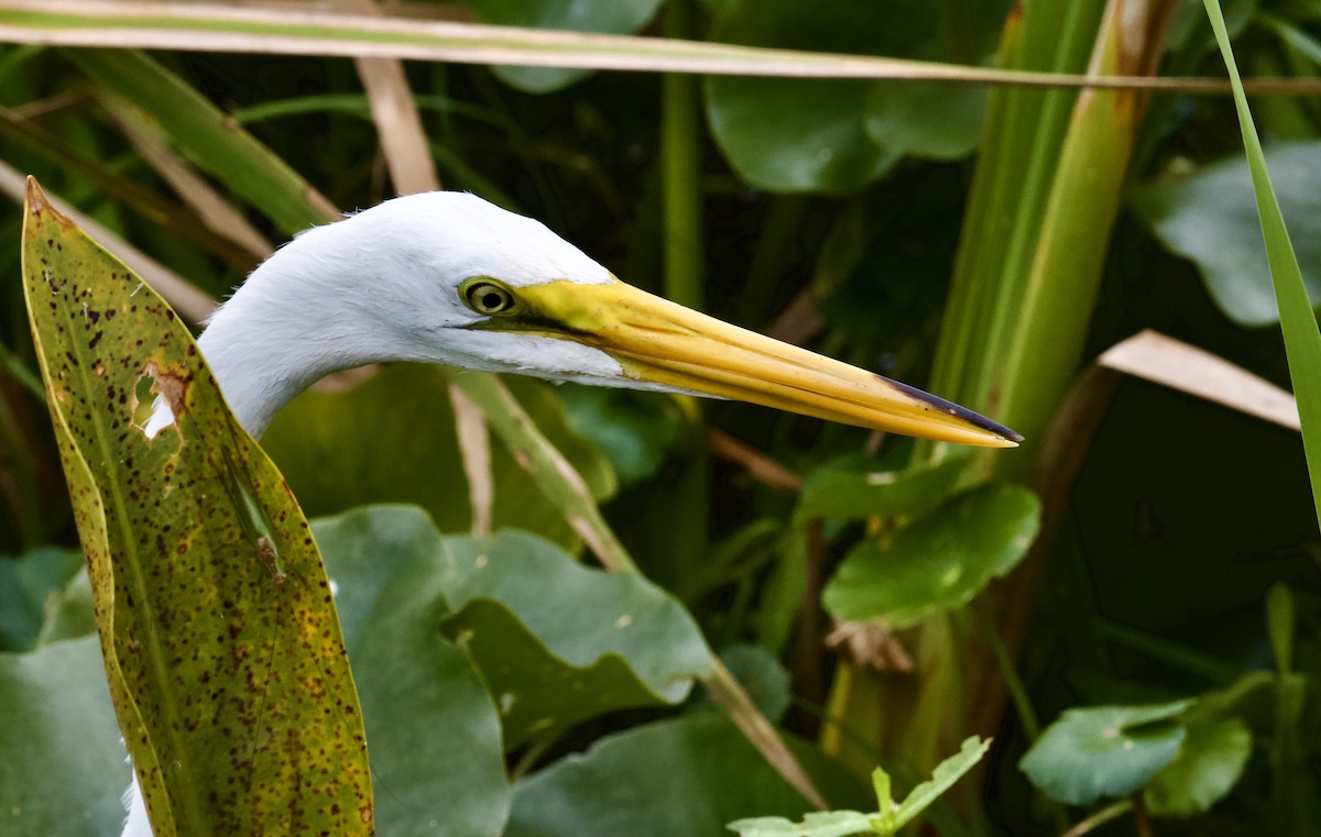 great egret