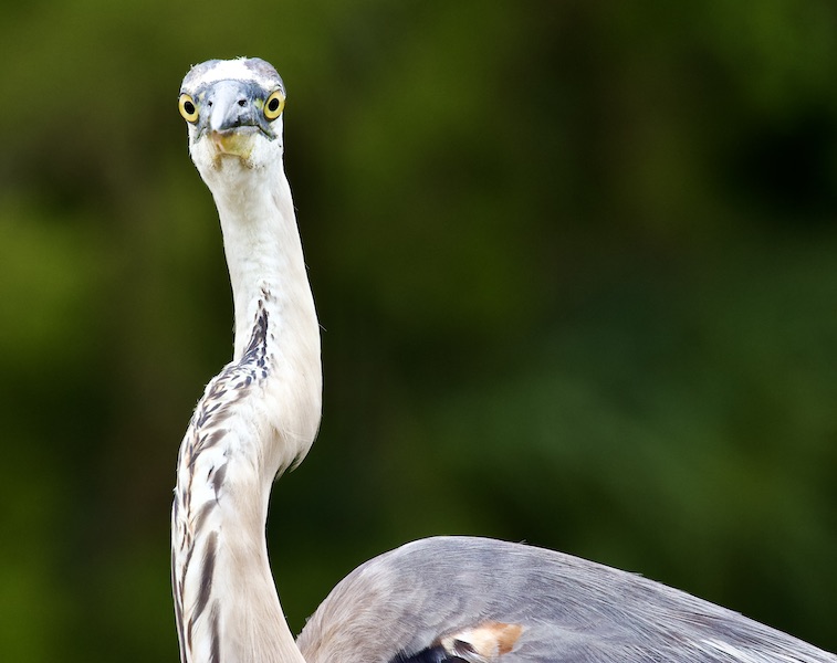 great blue heron