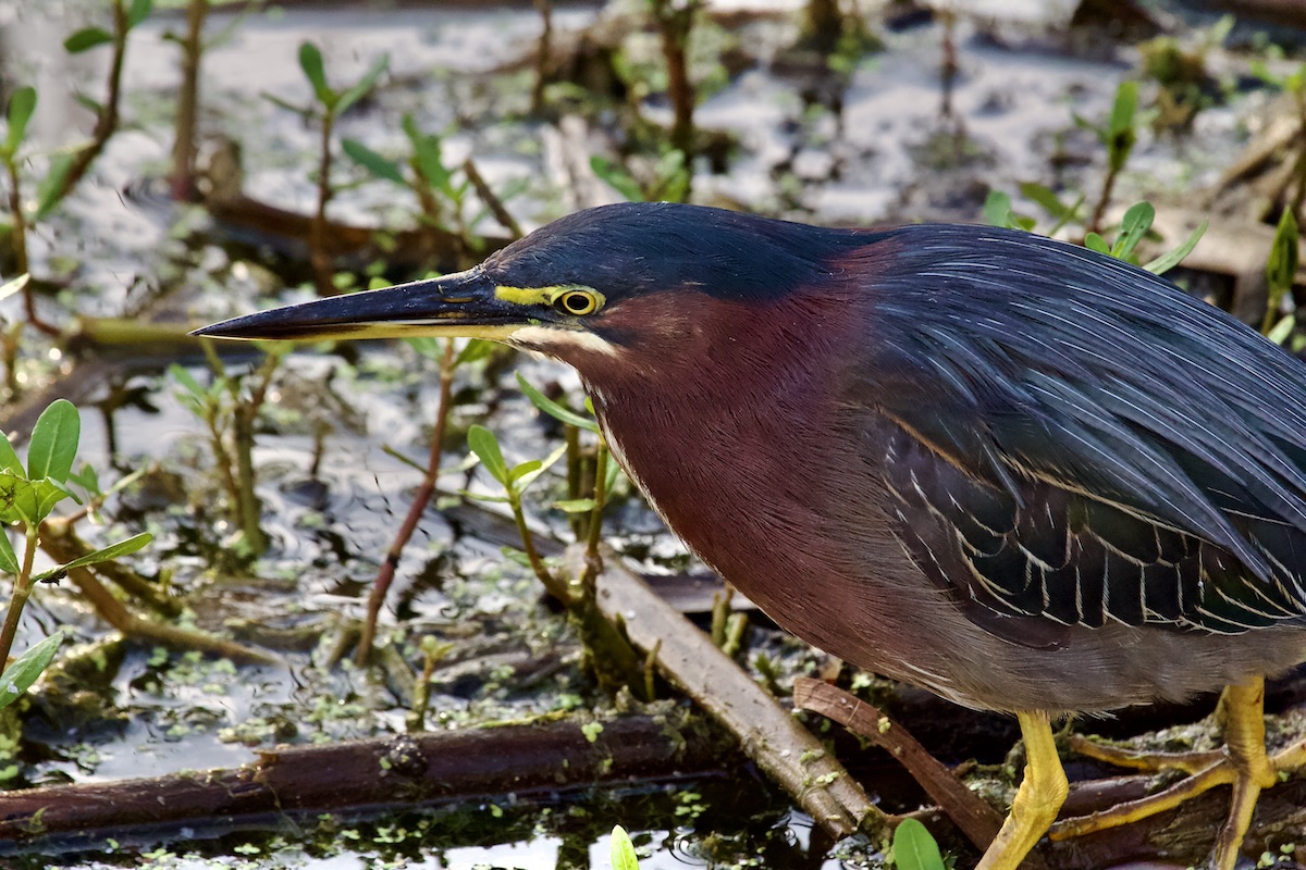 green heron