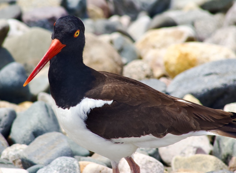 oystercatcher