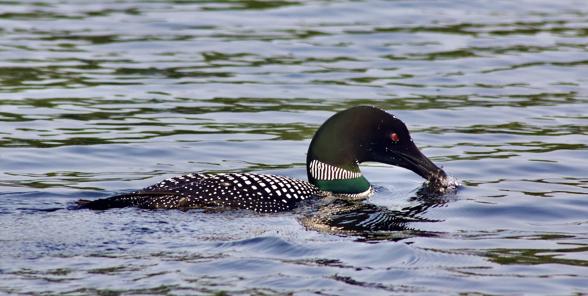 common loon