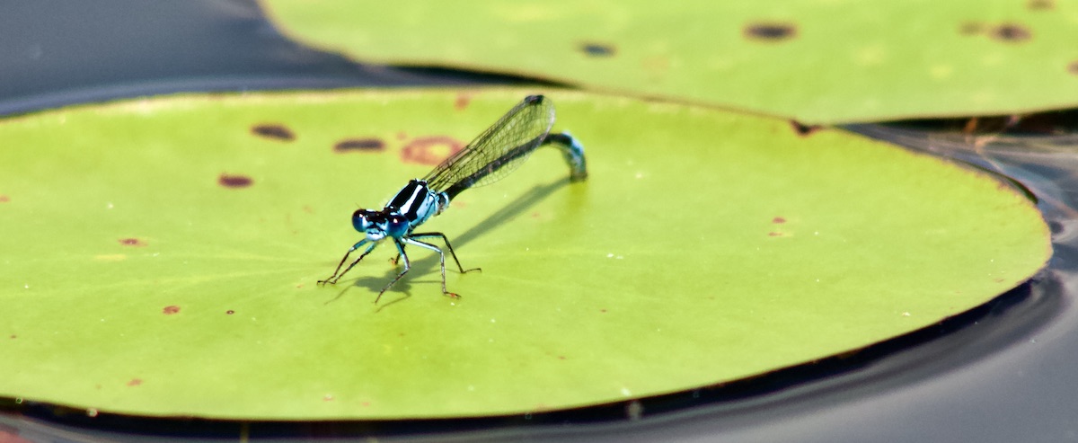 damselfly