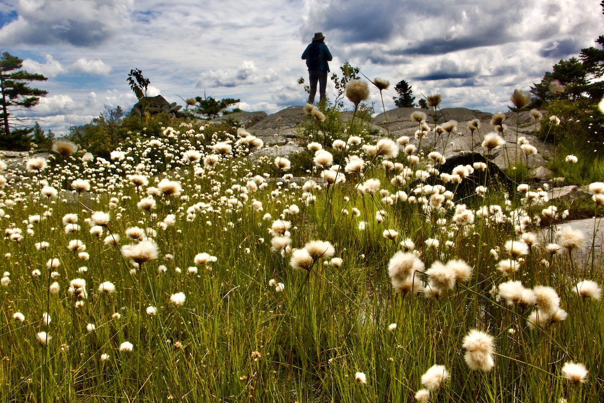 cottongrass on Mt. Monadnock