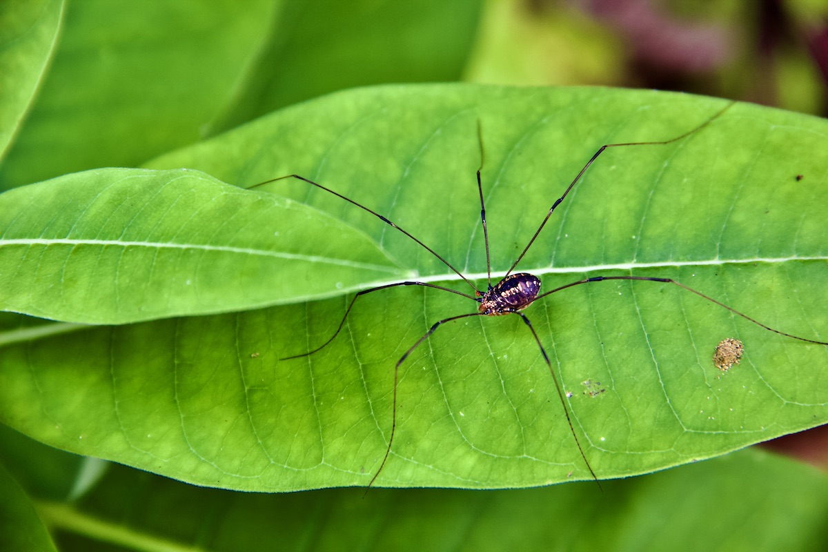 Harvestman (daddy long-legs)