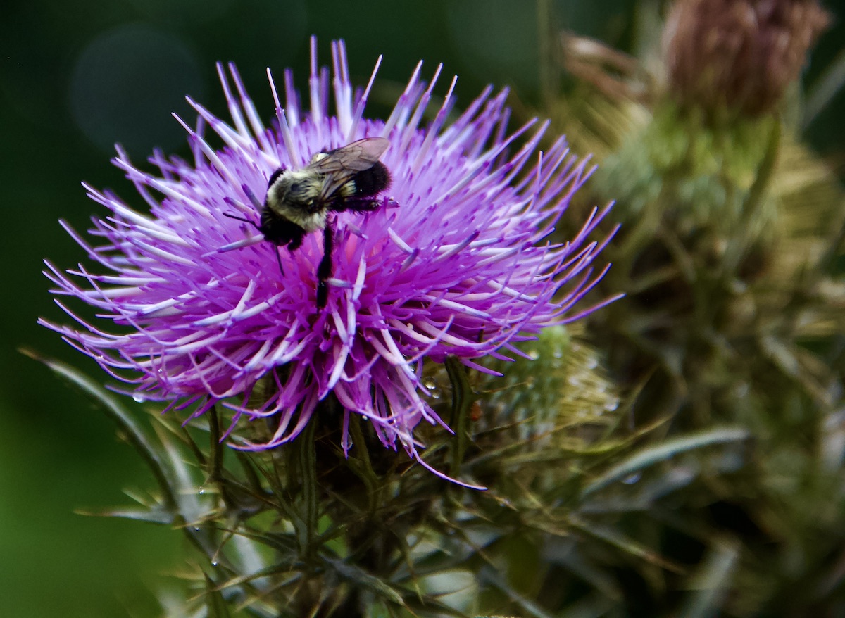 bumblebee on thistle