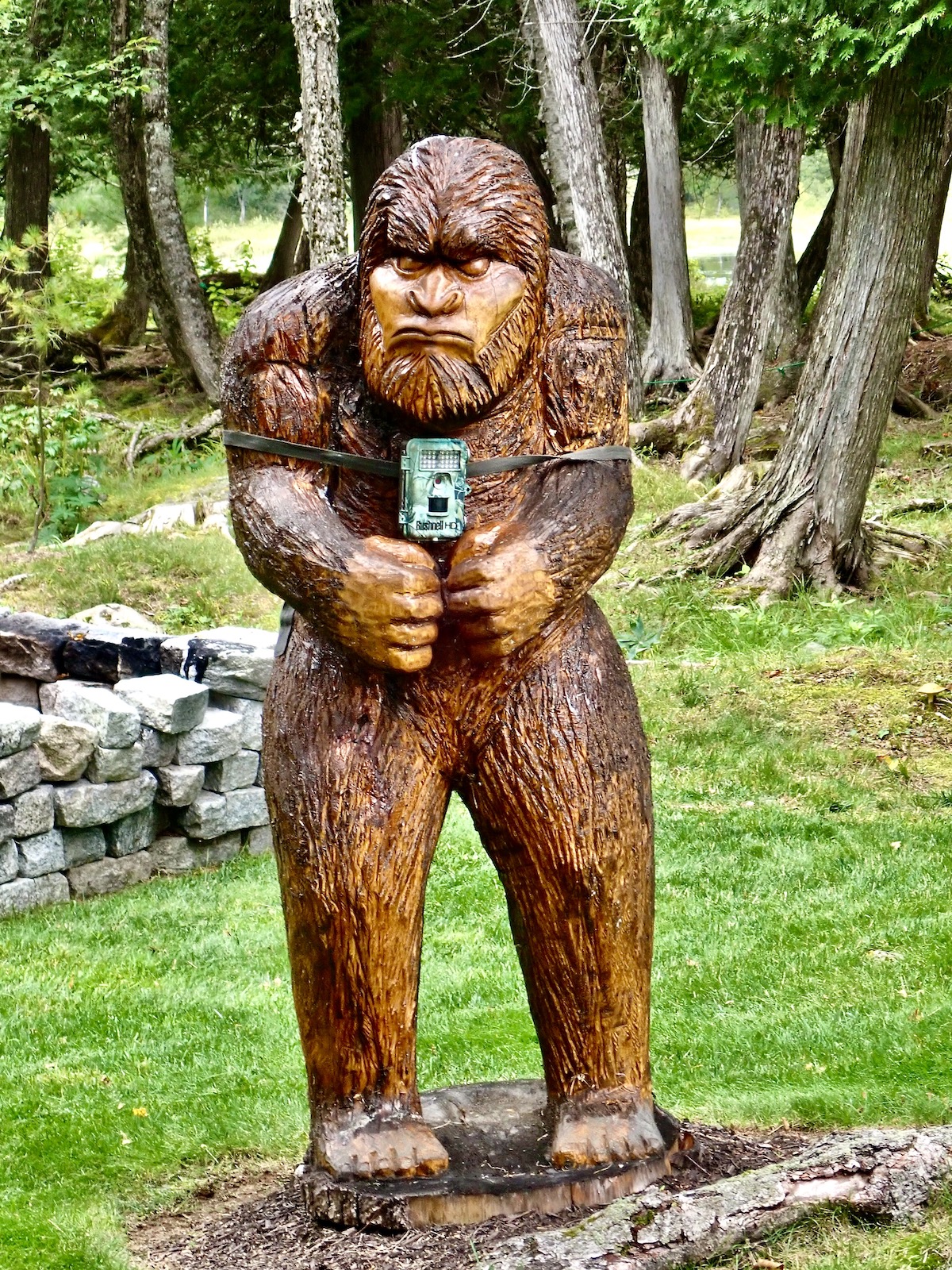 Sasquatch in Maine Woods