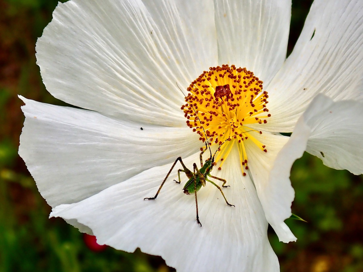 orthopteran on spiny poppy