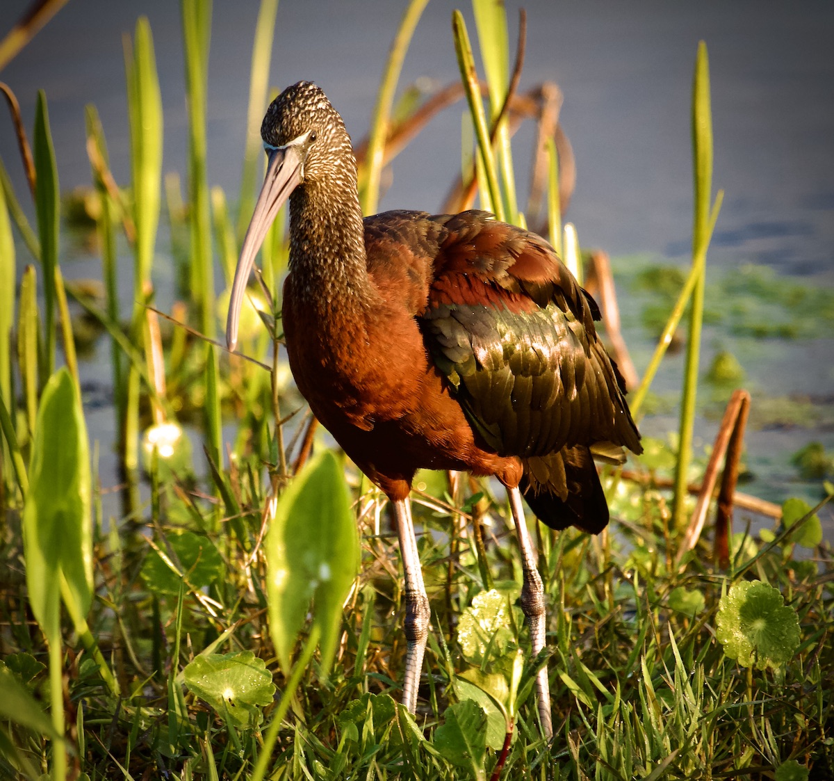 glossy ibis