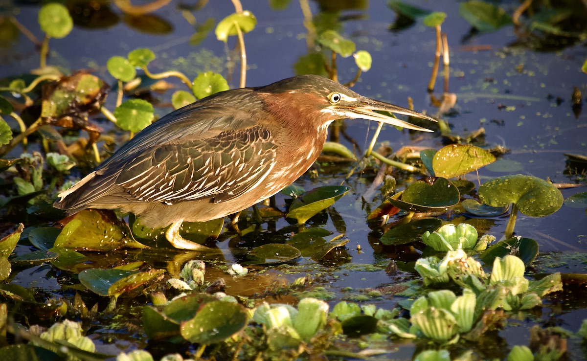 green heron