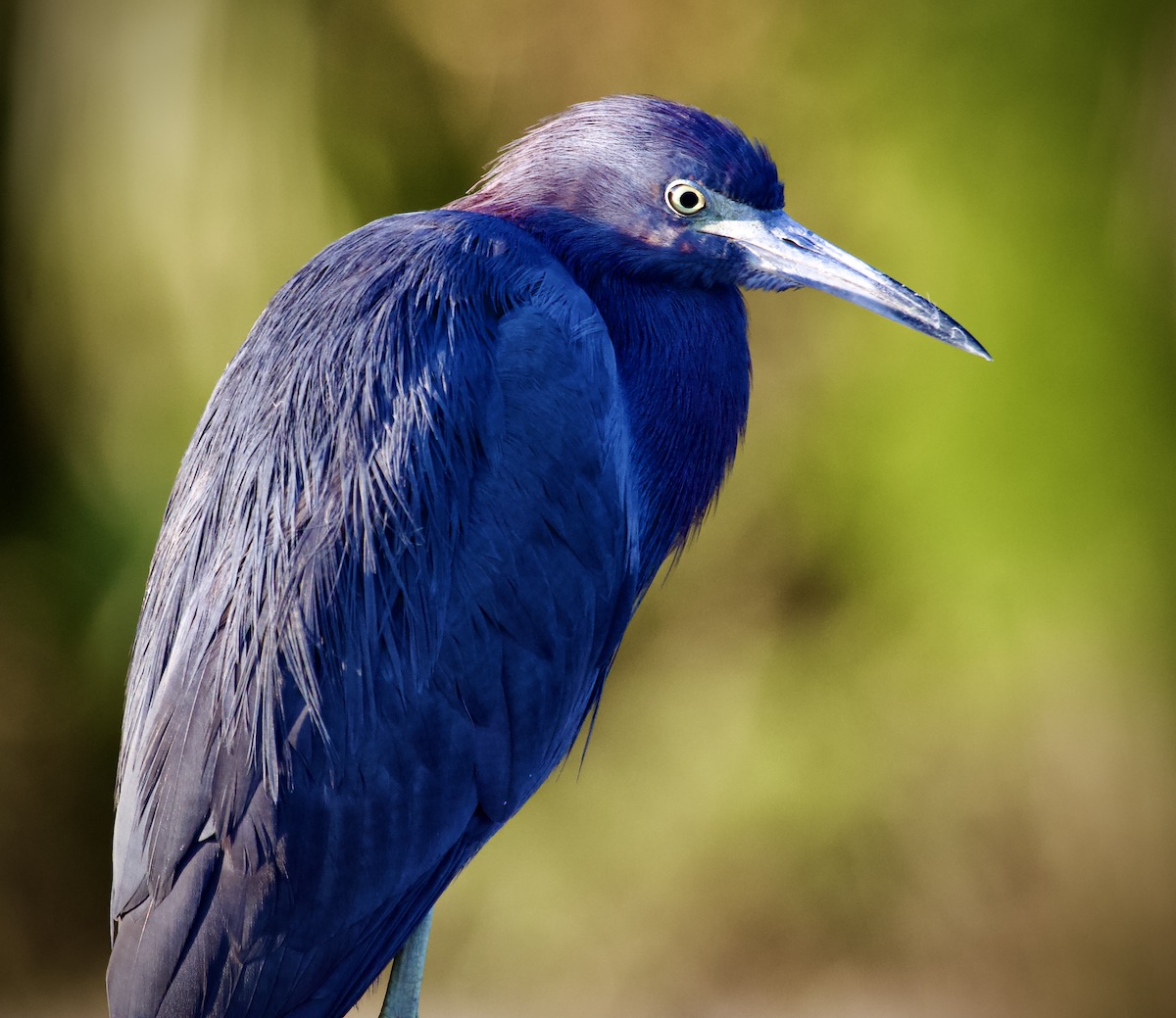 little blue heron