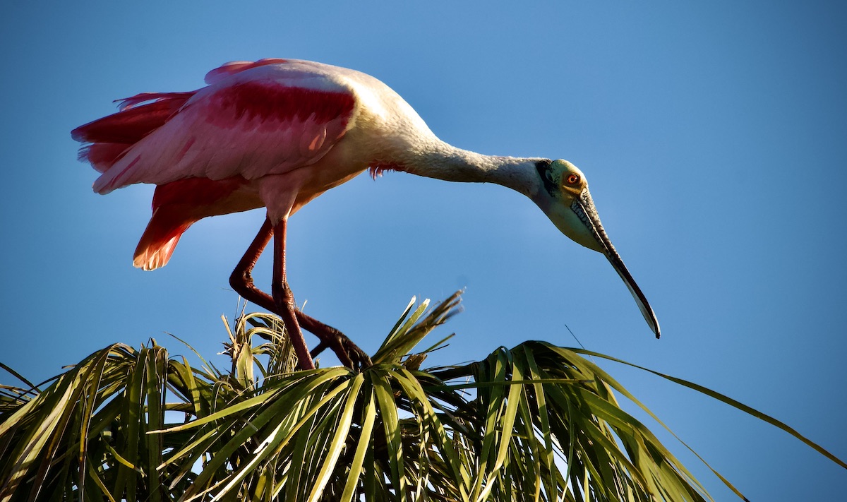 roseate spoonbill