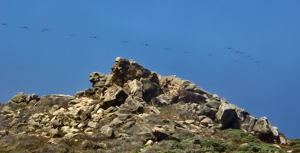 pelicans in flight