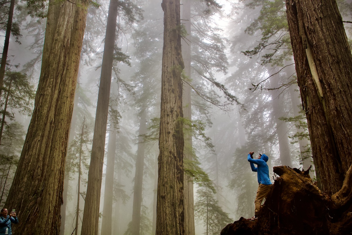 man taking picture of redwoods