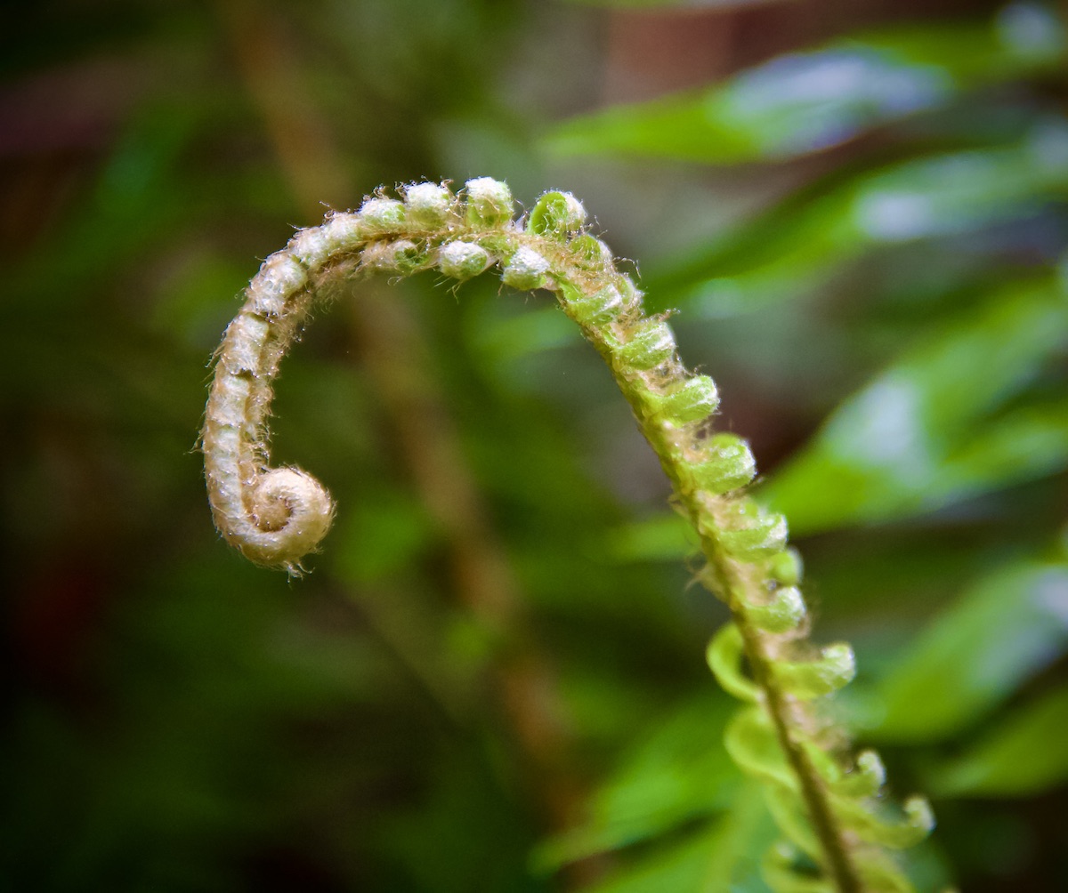 unfolding fern fiddlehead