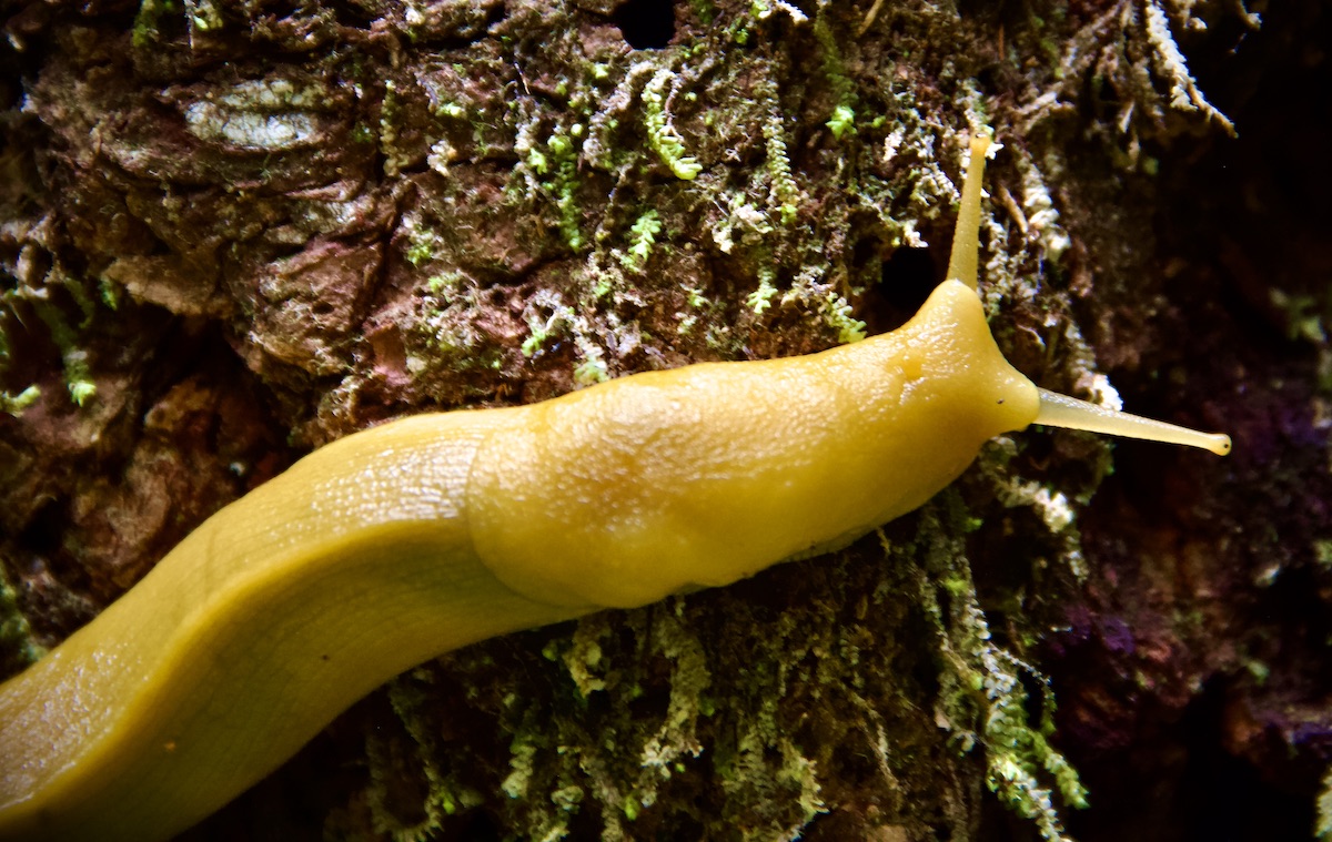 banana slug