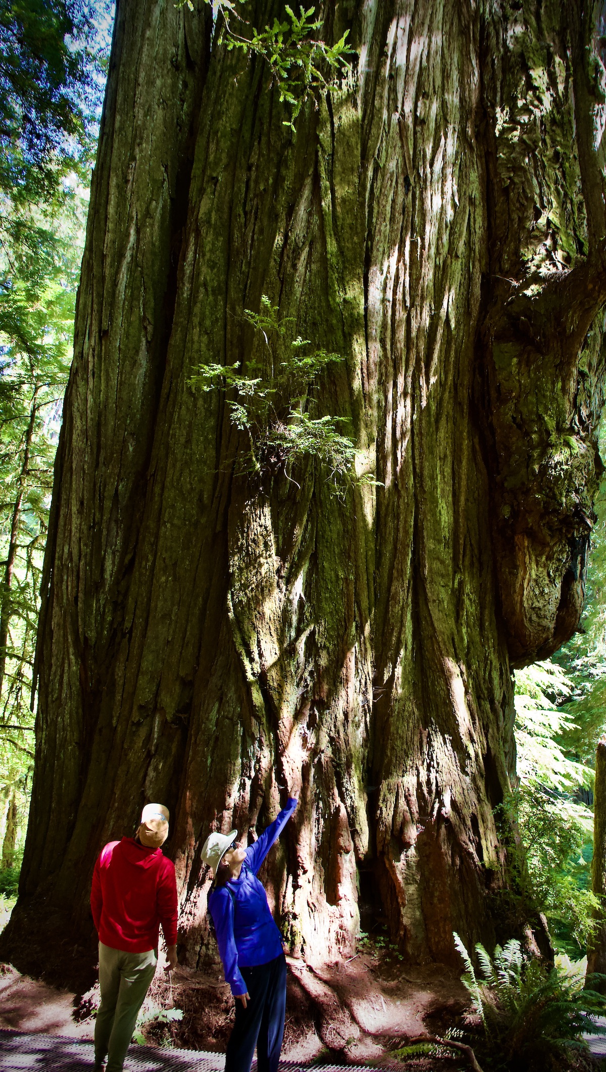 massive redwood