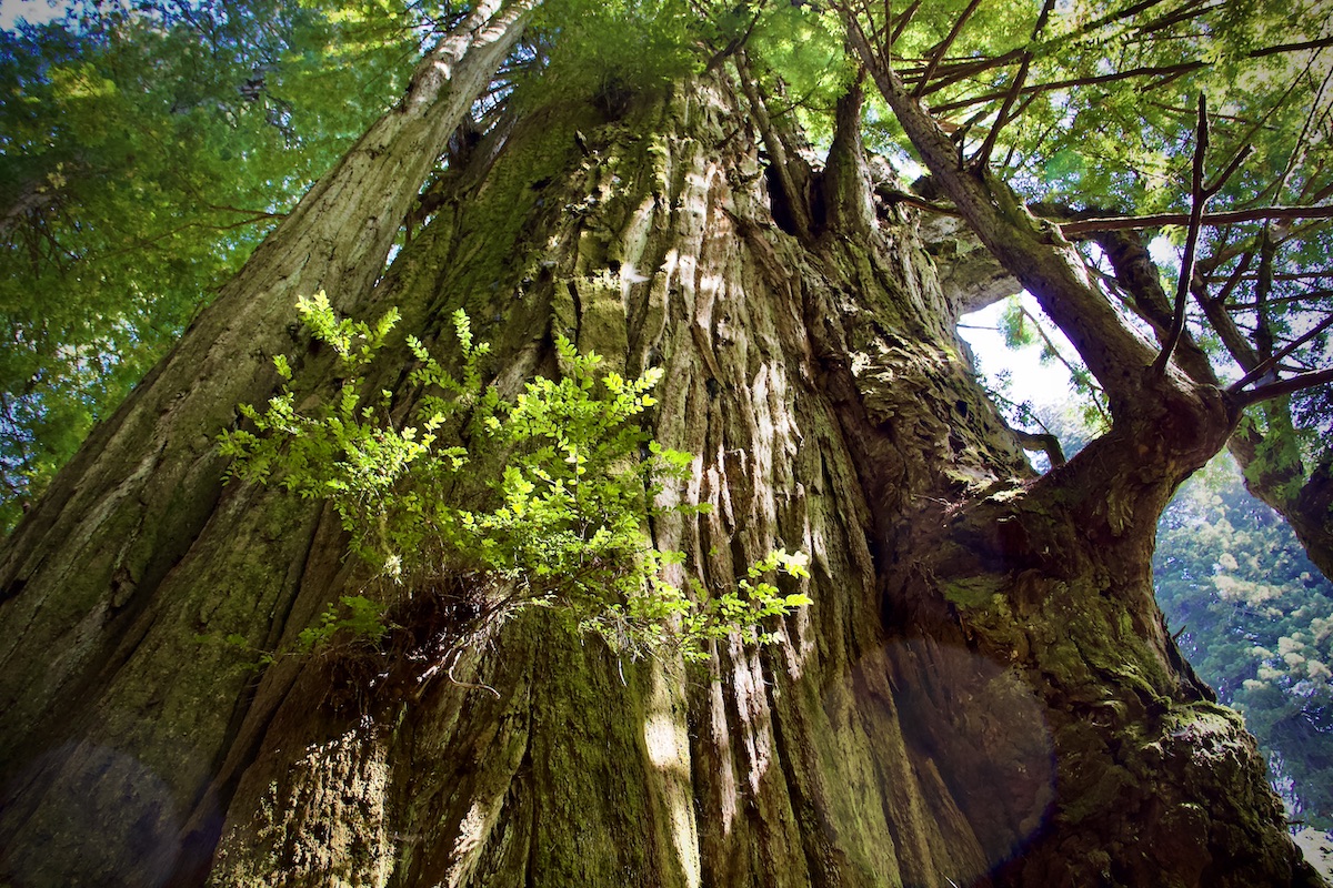 massive redwood