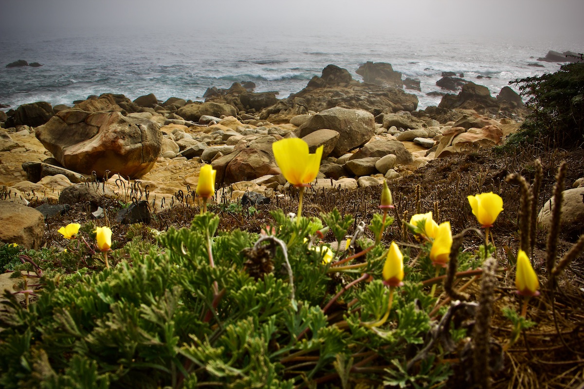 California poppies