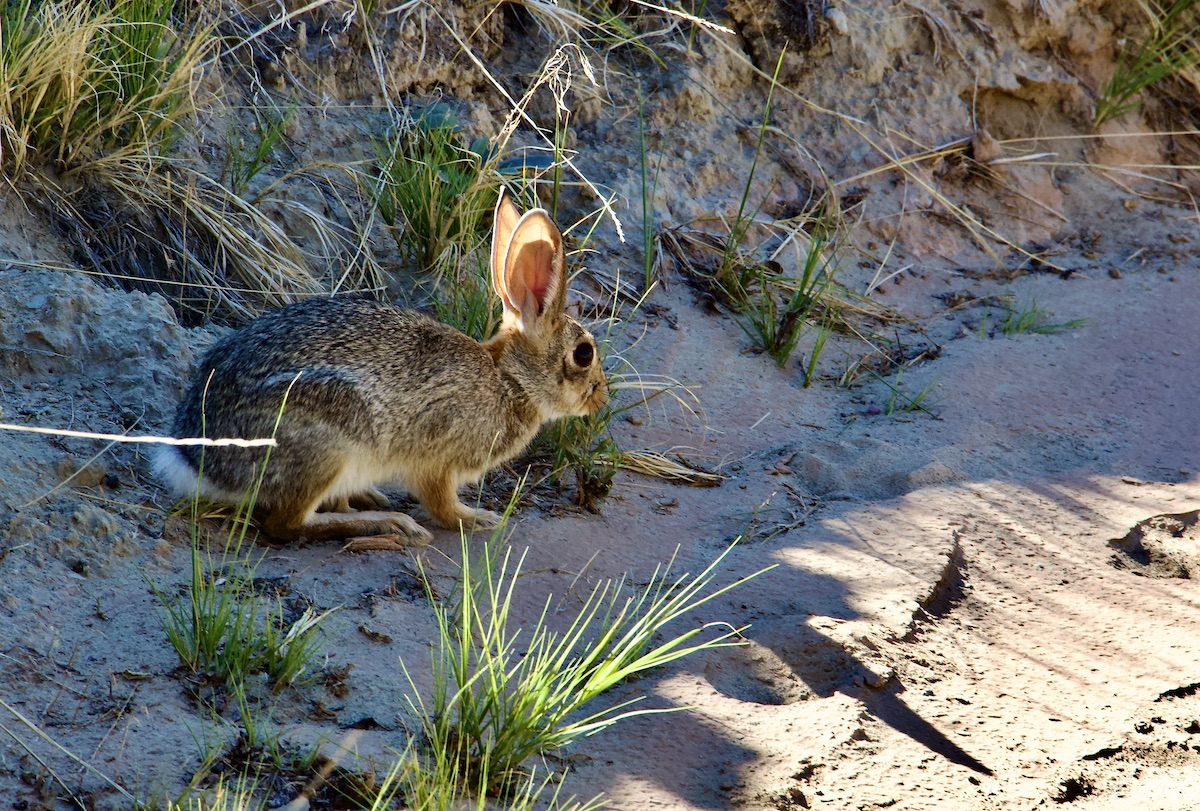 desert hare