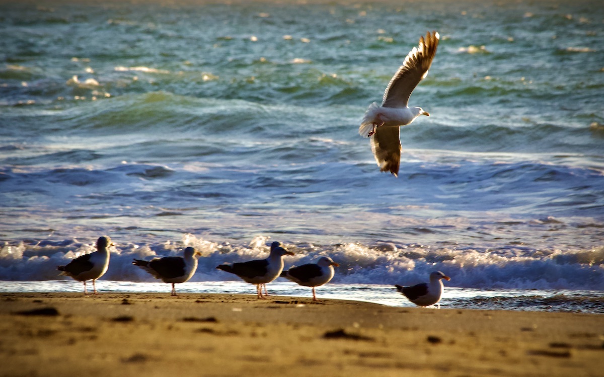 gulls enjoying the beach