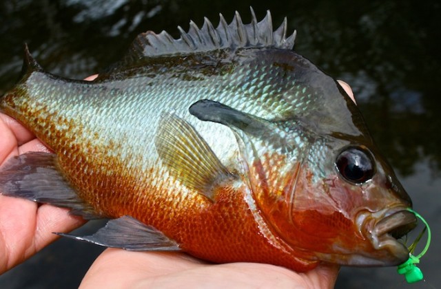 redbelly sunfish 2 - john kumiski outdoor communications