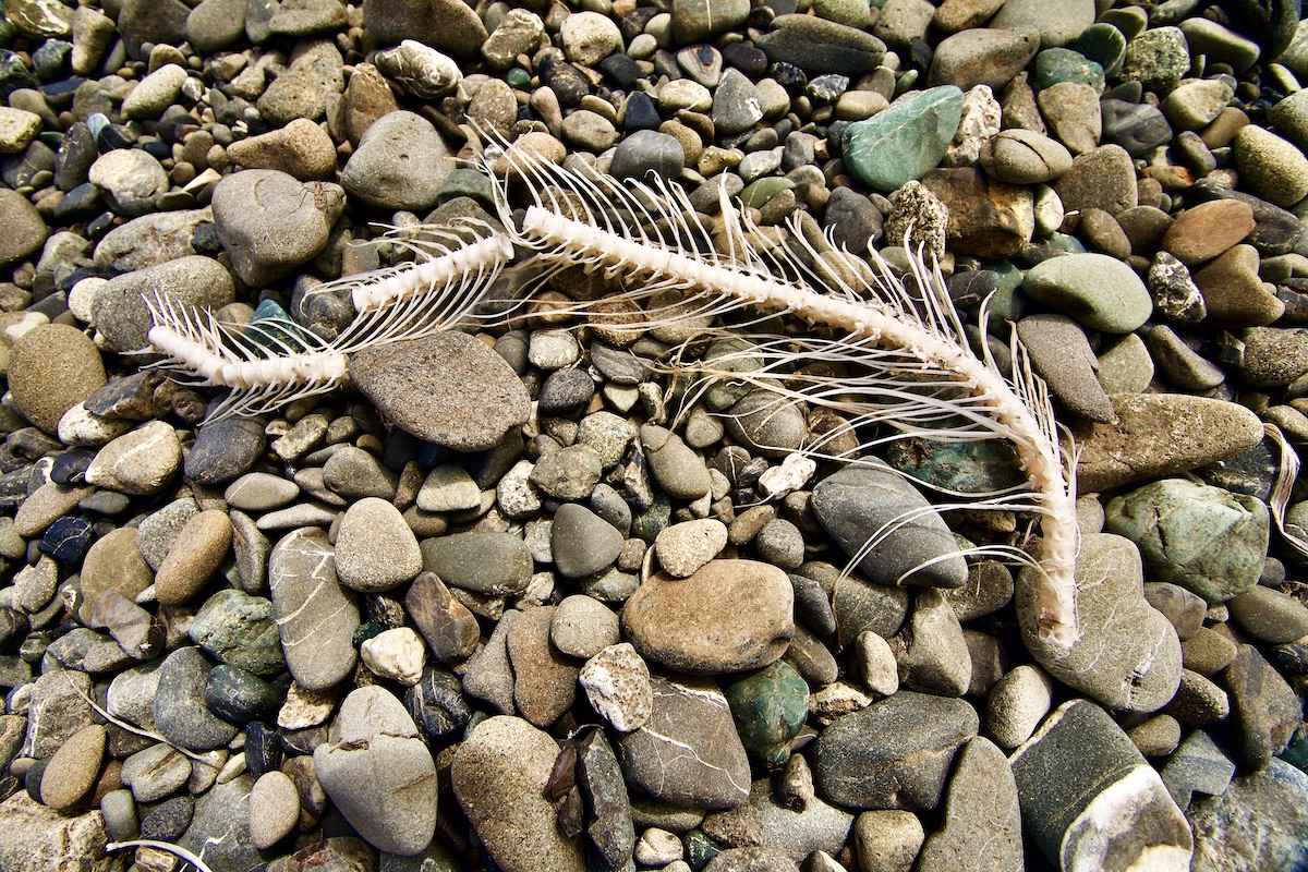 salmon spine on gravel