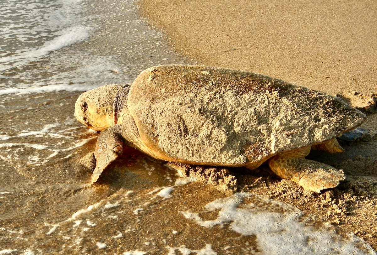 hawksbill turtle