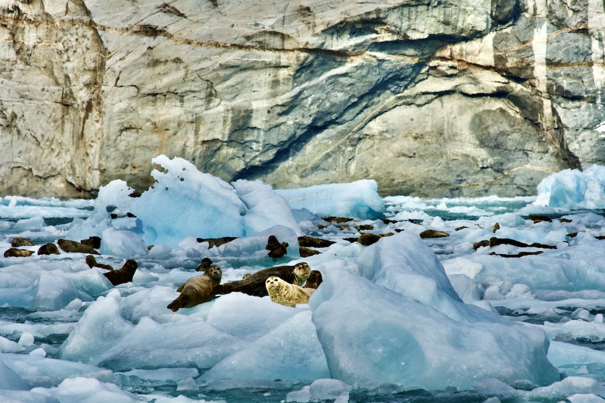 harbor seals on ice