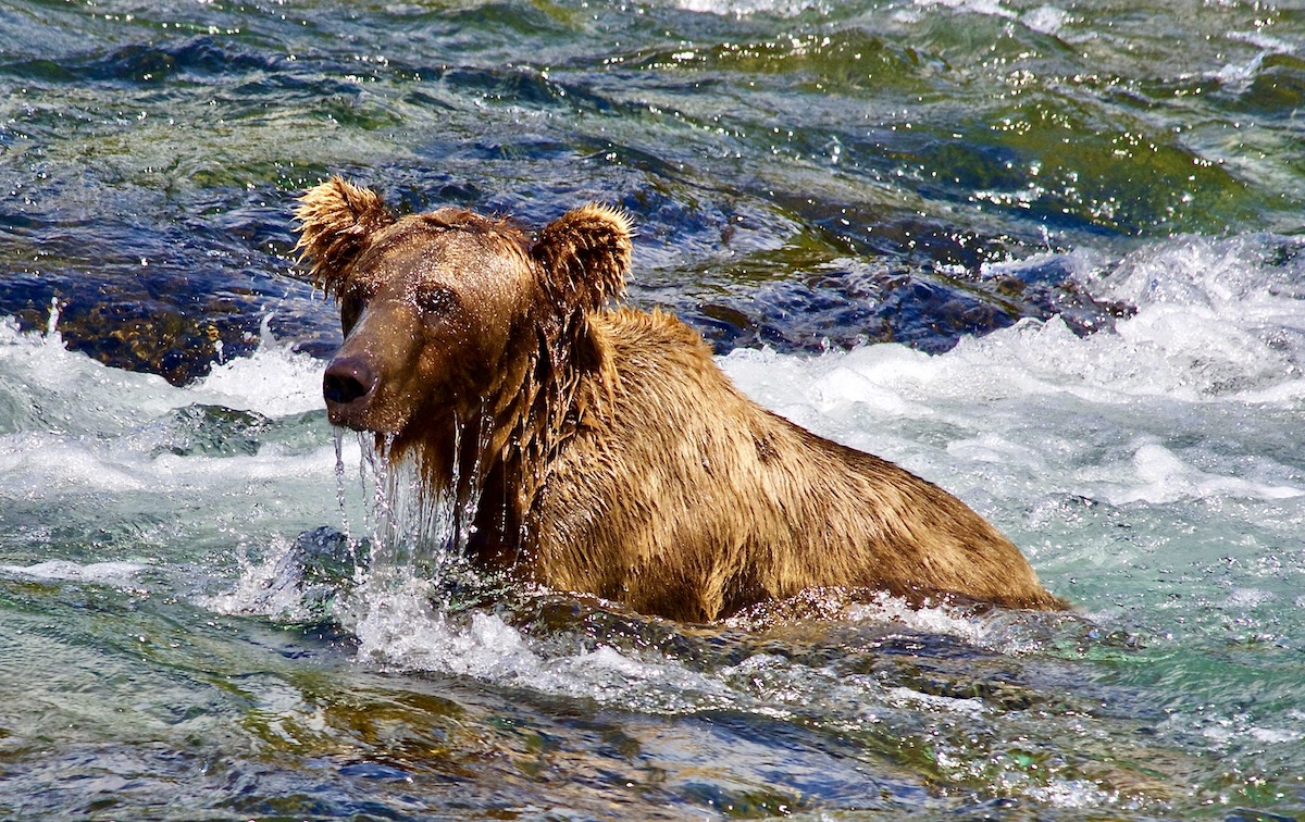 fishing bear