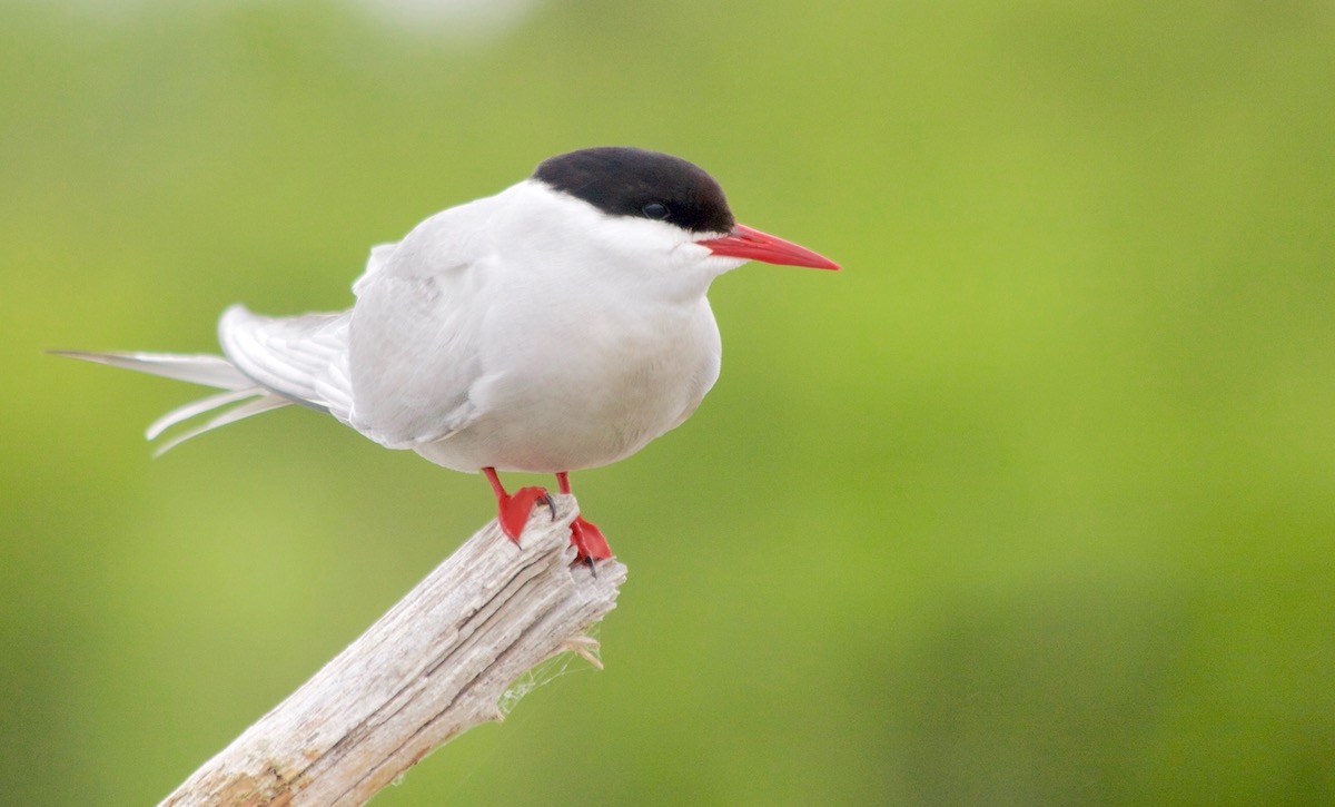 Arctic tern