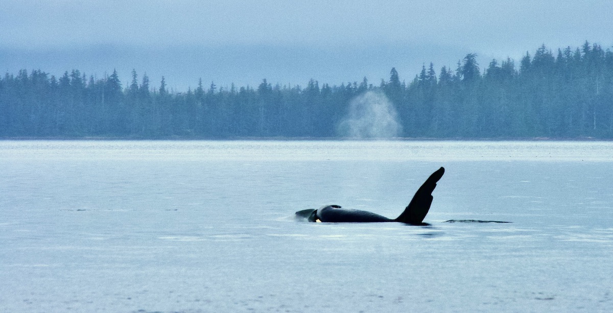 orca blowing