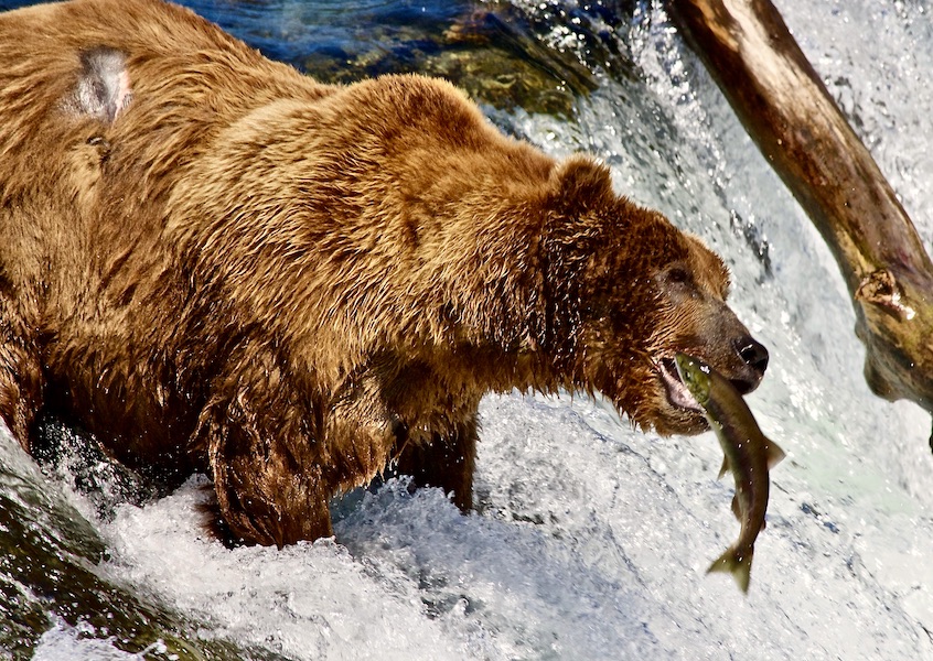 brown bear with salmon