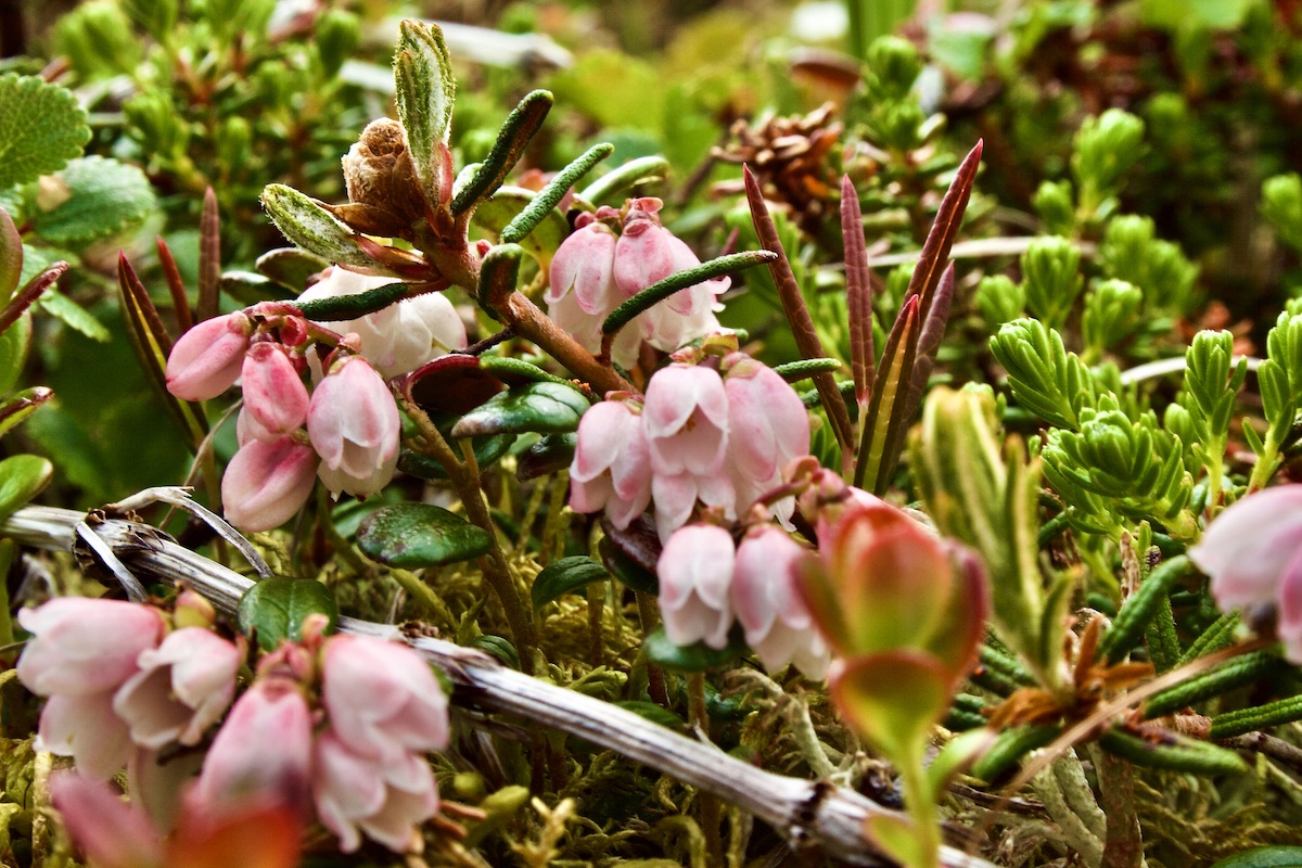 tundra plants close-up