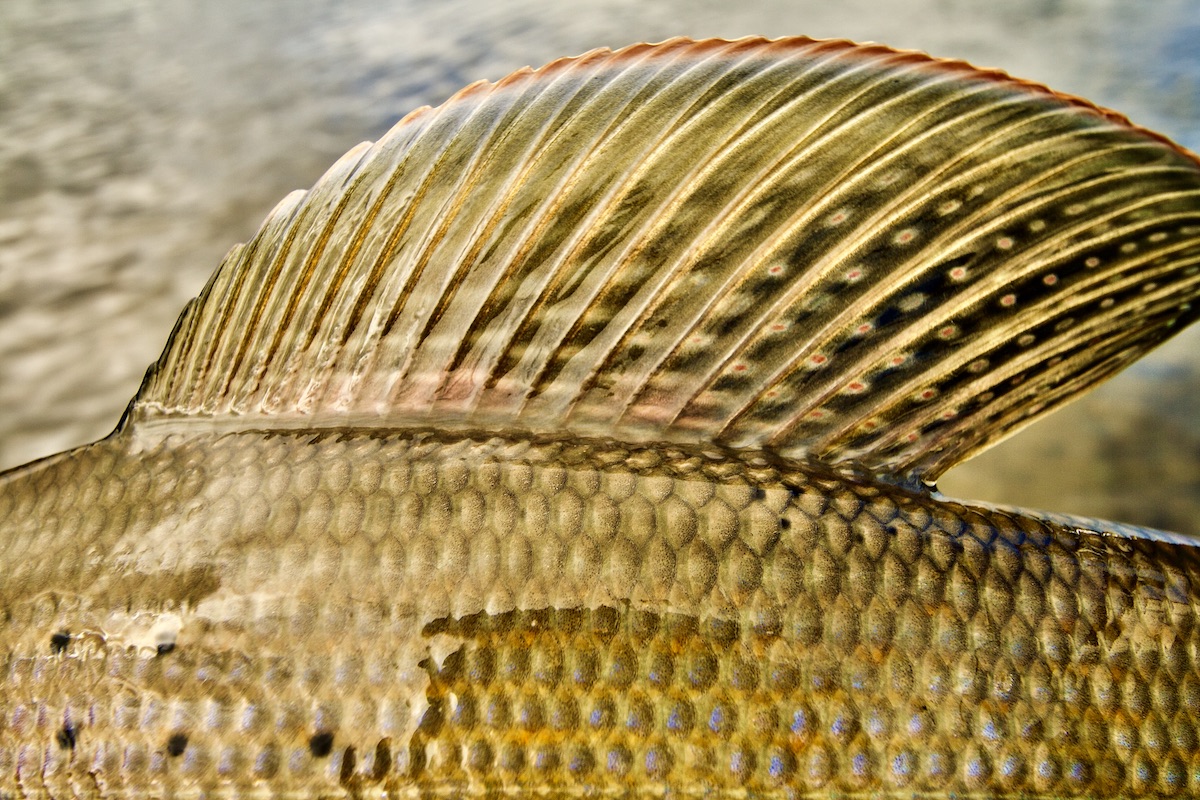 grayling dorsal