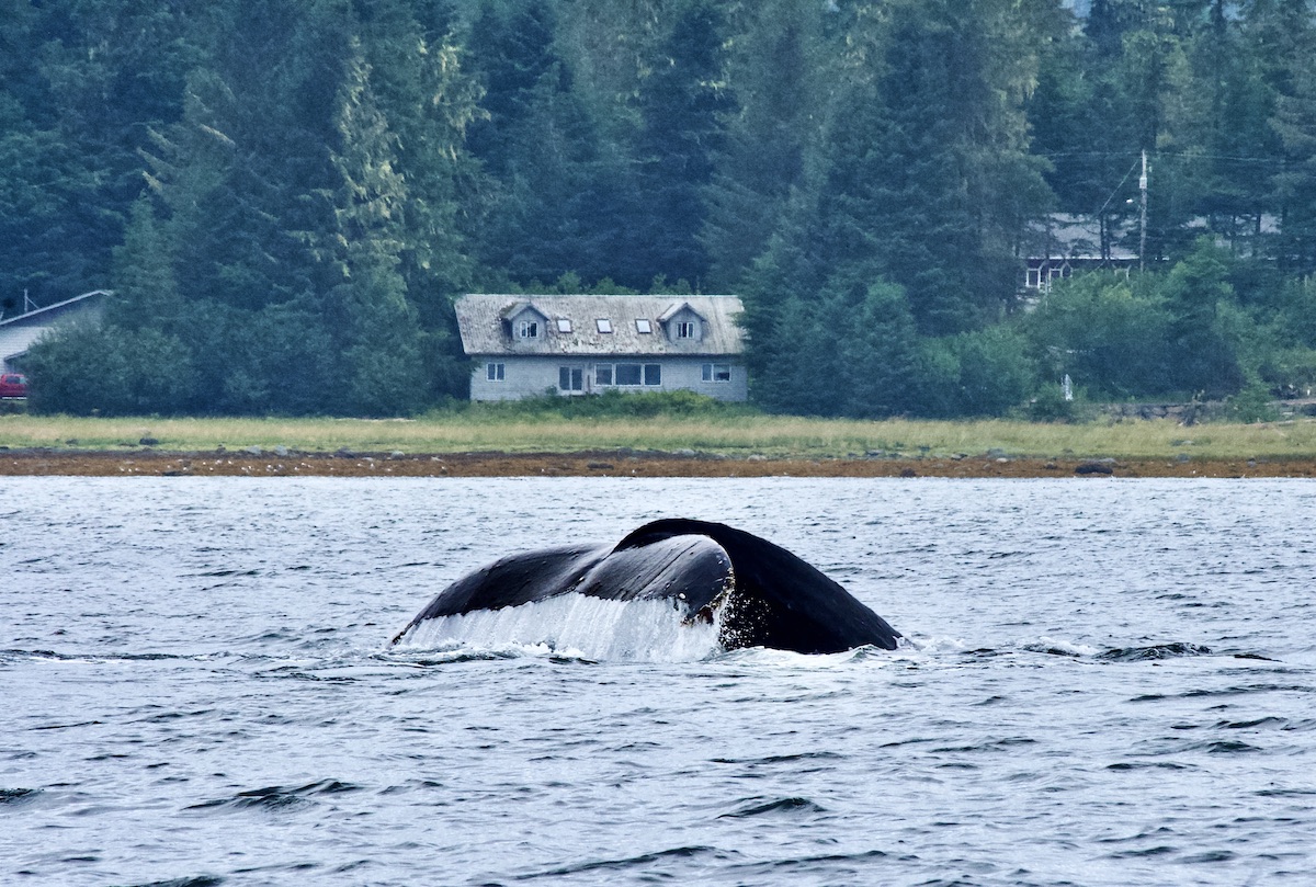 whale near house