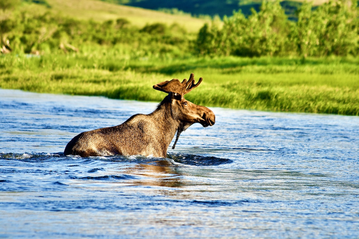 bull moose in river