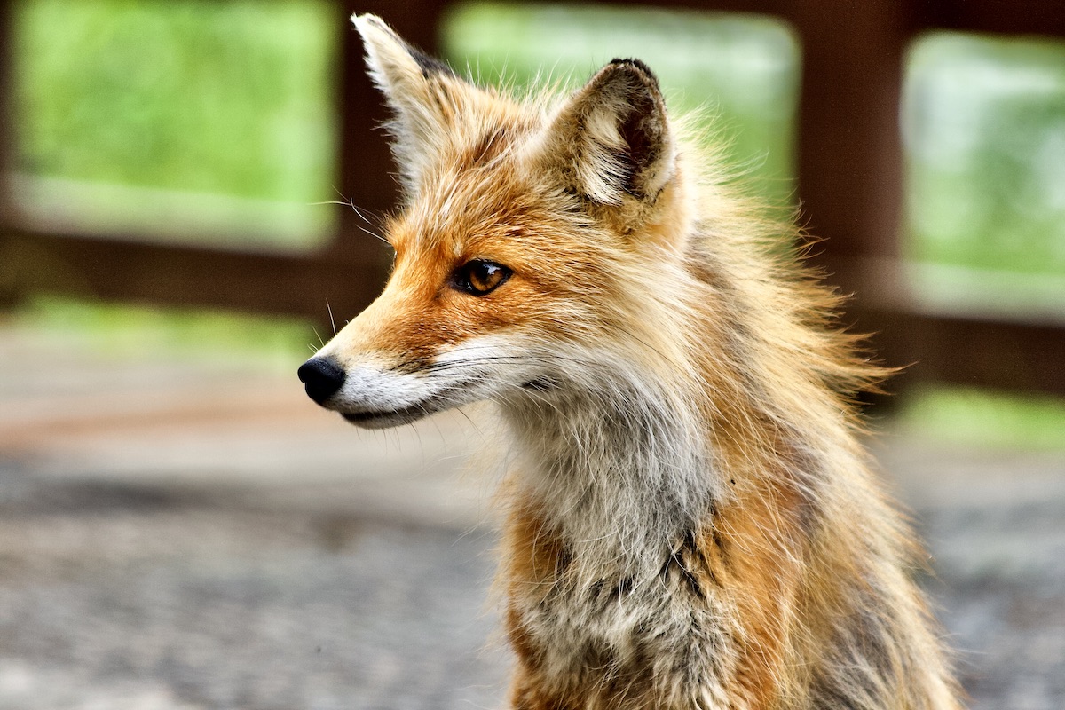 red fox