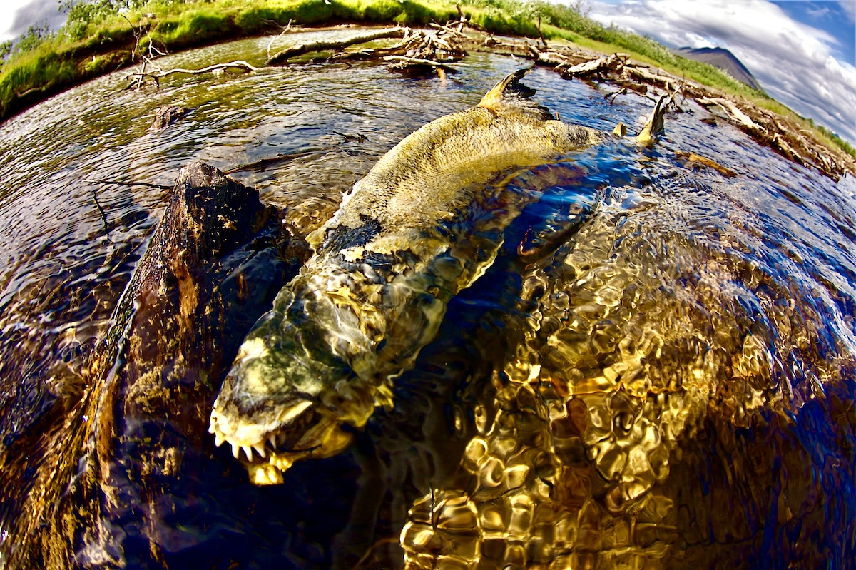 moldy chum salmon