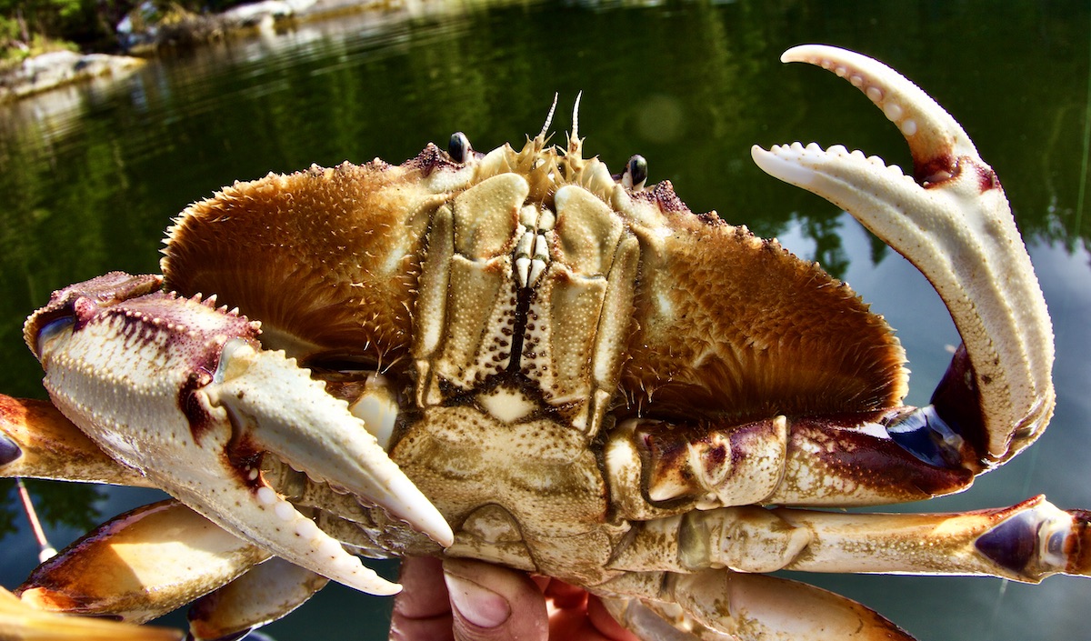 dungeness crab