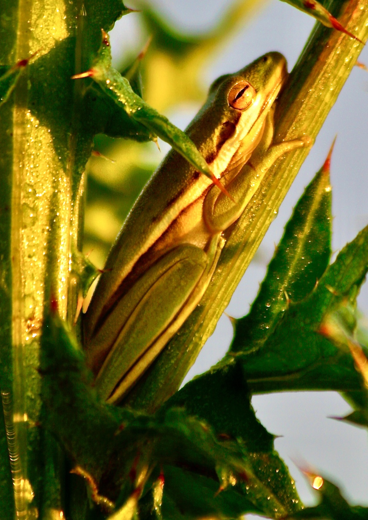 tree frog