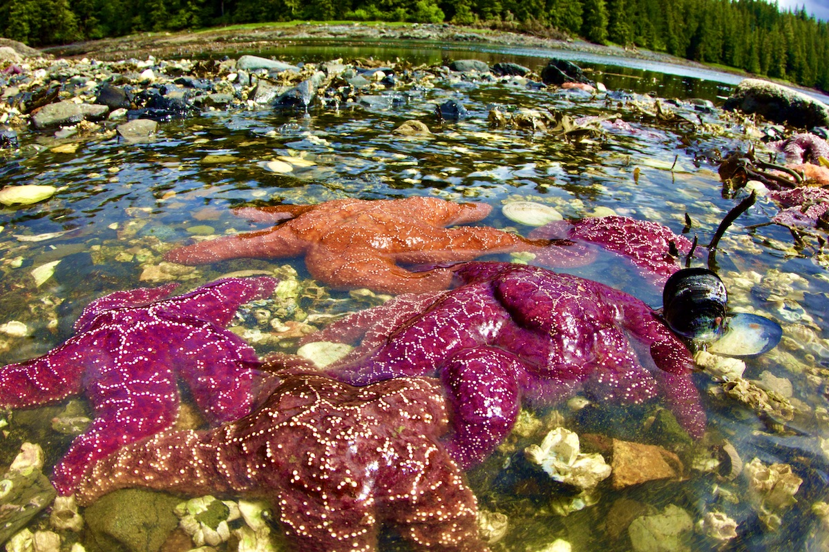 tide pool with seastars