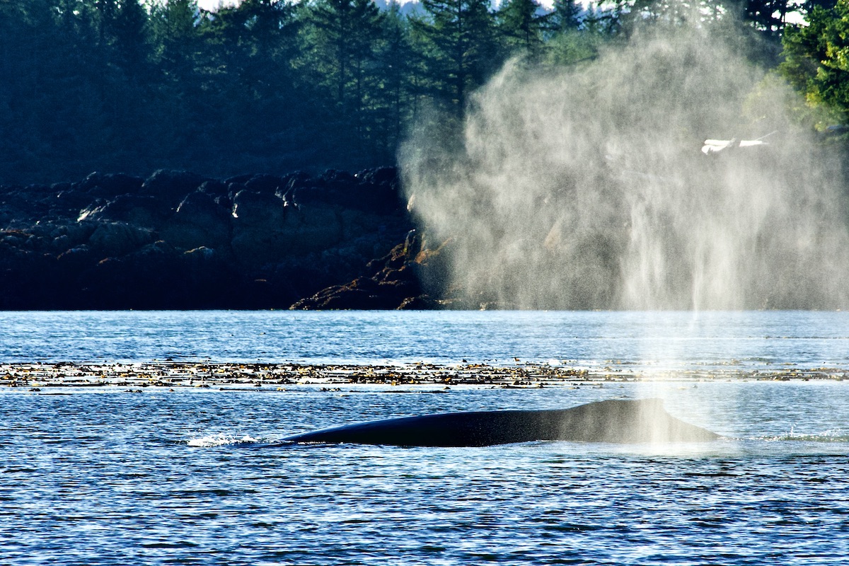 humpback whale blowing