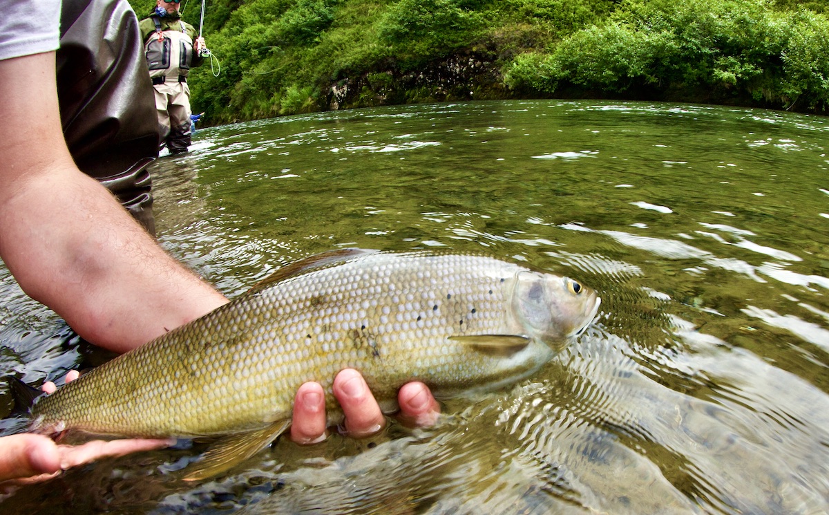 Arctic grayling