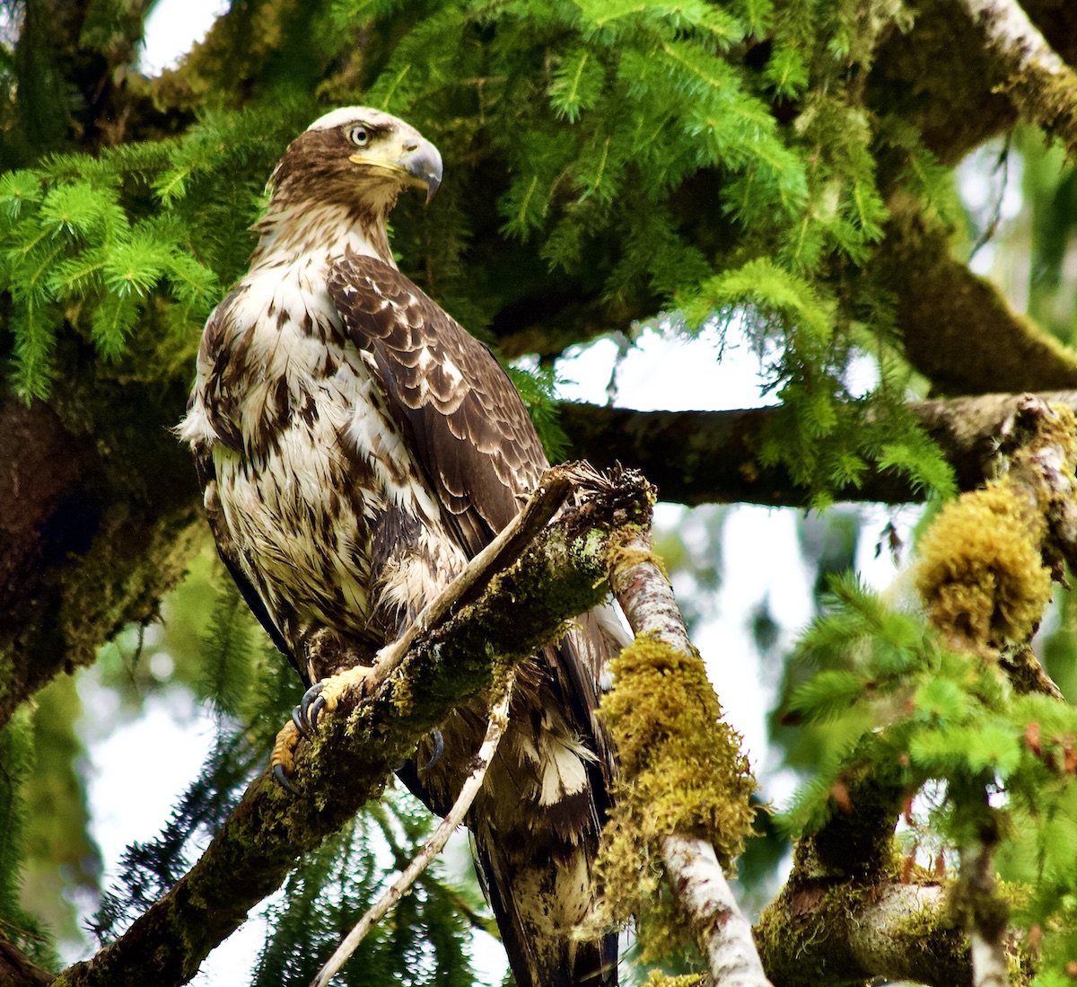 immature bald eagle, perched