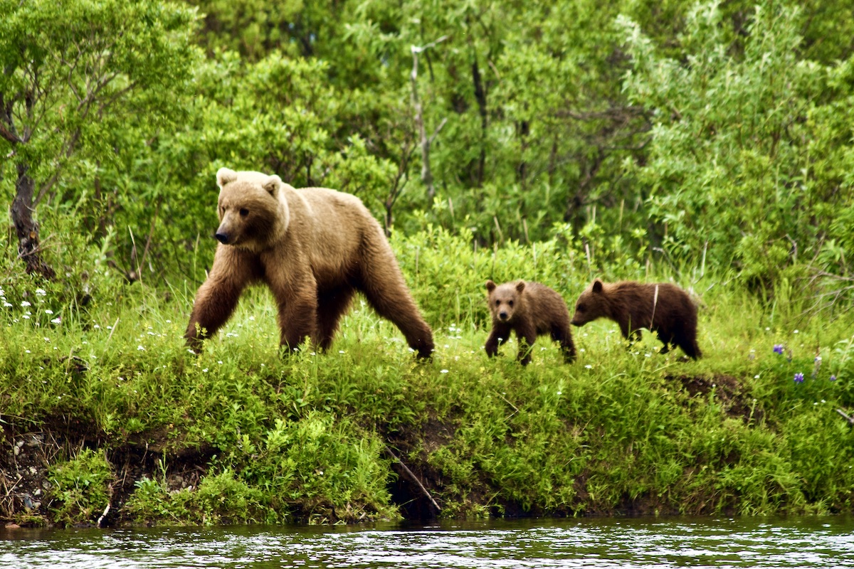 sow brown bear with cubs